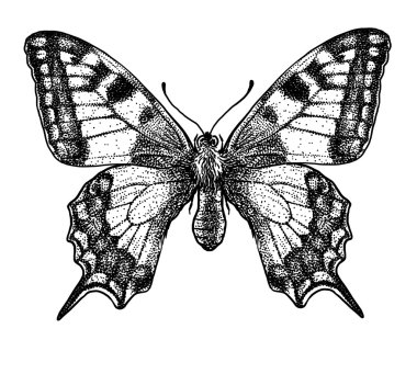 oyulmuş, çizilmiş, illüstrasyon, böcek, kelebek, kelebek, swallow-tailed, Papilio
