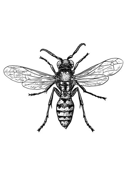 Enhaved, drawn, illustration, insec, wasp, pinch, жало, bitet — стоковый вектор