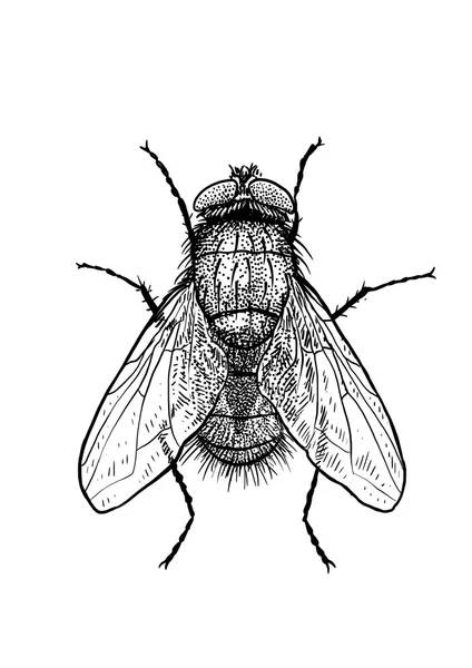 Gravada, desenhada, ilustração, inseto, mosca, greenbottle, mosca da casa —  Vetores de Stock