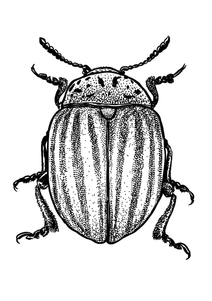 Inciso, disegnato, illustrazione, insetto, scarabeo del Colorado (patata) — Vettoriale Stock