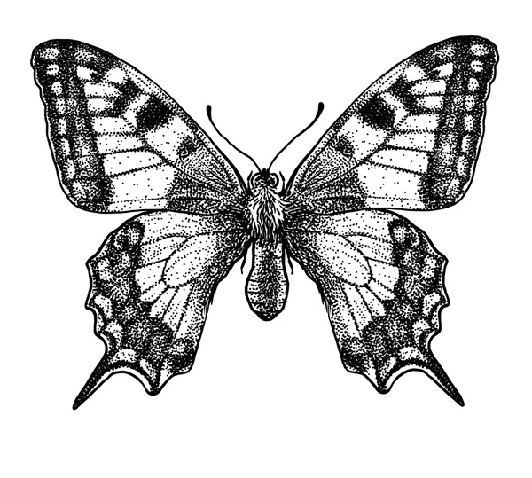 Gravada, desenhada, ilustração, inseto, borboleta, borboleta, engolir-tailed, Papilio —  Vetores de Stock
