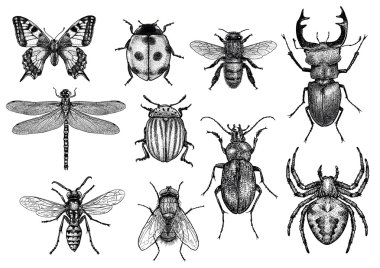 engraved, drawn,  illustration, insect, collection, group clipart