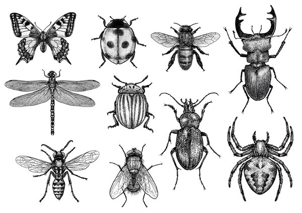 engraved, drawn,  illustration, insect, collection, group