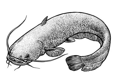 Catfish fish illustration, drawing, engraving, line art, realistic clipart