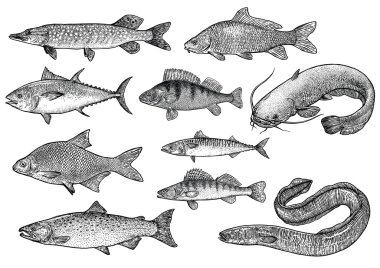 Fish collection illustration, drawing, engraving, Lina art, realistic clipart