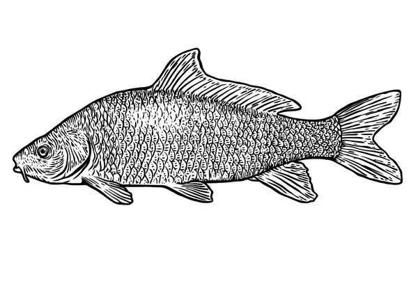 Carp fish illustration, drawing, engraving, line art, realistic — Stock Vector