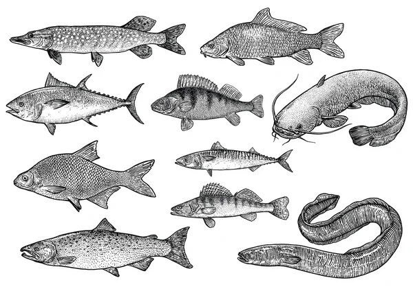 Colección de peces ilustración, dibujo, grabado, arte Lina, realista — Archivo Imágenes Vectoriales