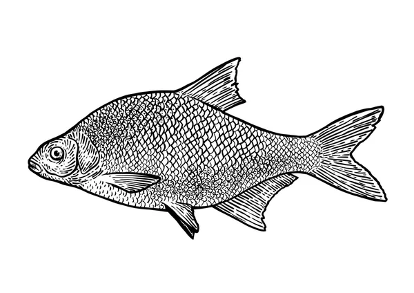 Carp bream fish illustration, drawing, engraving, line art, realistic — Stock Vector