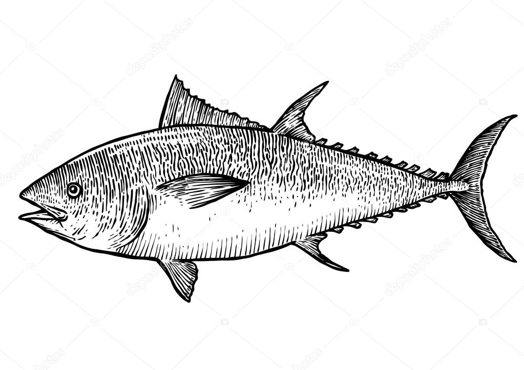 Tuna fish illustration, drawing, engraving, line art, realistic