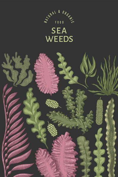 Шаблон дизайна водорослей. Ручной рисунок векторных водорослей. Выгравированный баннер с морепродуктами. Ретро-морские растения