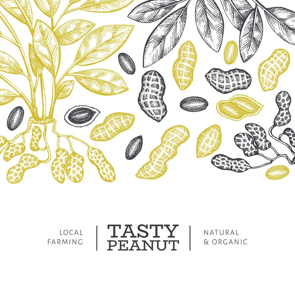 Plantilla Diseño Ramas Cacahuete Granos Dibujados Mano Ilustración Vectores Alimentos — Archivo Imágenes Vectoriales