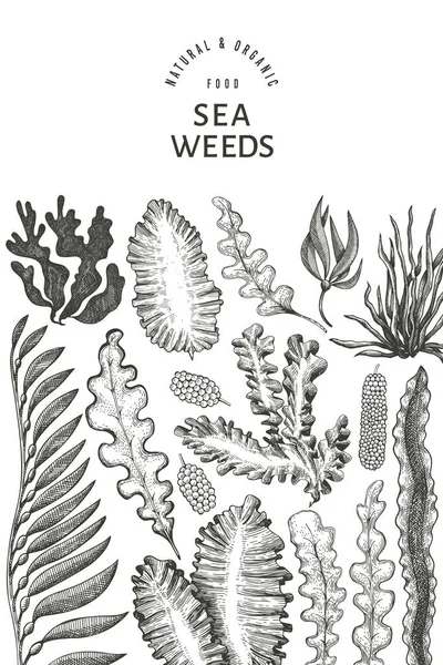 Modelo Design Algas Marinhas Ilustração Seaweeds Vetor Desenhado Mão Banner —  Vetores de Stock