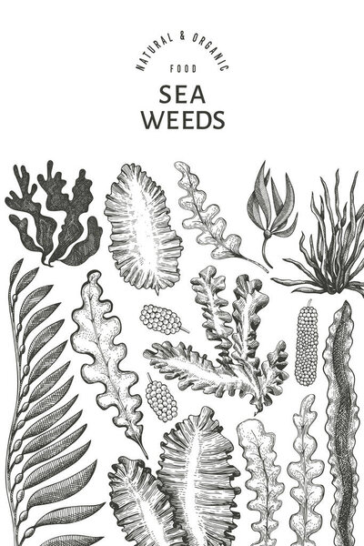 Seaweed design template. Hand drawn vector seaweeds illustration. Engraved style sea food banner. Retro sea plants background