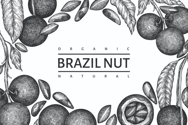 Ручной Рисунок Бразильской Ветви Ореха Шаблон Дизайна Ядер Органические Векторные — стоковый вектор