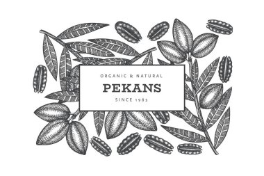 Hand drawn pecan branch and kernels design template. Organic food vector illustration on white background. Vintage nut illustration. Engraved style botanical picture. clipart