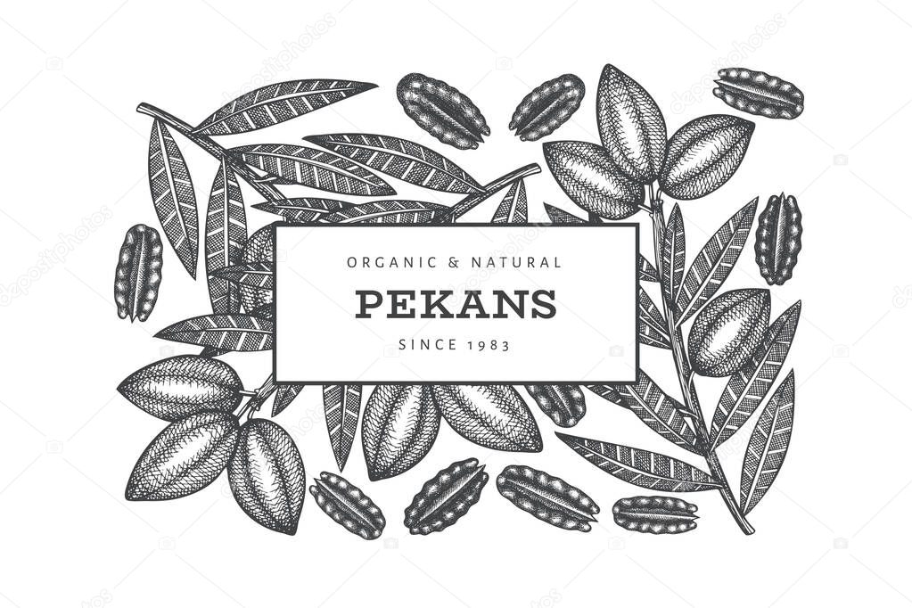 Hand drawn pecan branch and kernels design template. Organic food vector illustration on white background. Vintage nut illustration. Engraved style botanical picture.