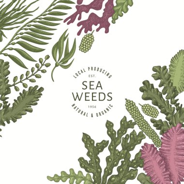 Yosun rengi tasarım şablonu. El çizimi vektör yosunları çizim yapar. İşlenmiş stil deniz ürünleri afişi. Retro deniz bitkileri arka planı