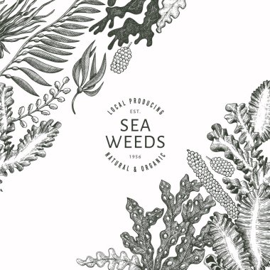 Deniz yosunu tasarım şablonu. El çizimi vektör yosunları çizim yapar. İşlenmiş stil deniz ürünleri afişi. Retro deniz bitkileri arka planı