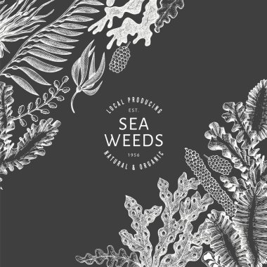 Deniz yosunu tasarım şablonu. El çizimi vektör yosunlarını tebeşirle çiziyor. İşlenmiş stil deniz ürünleri afişi. Eski deniz bitkileri arka planı