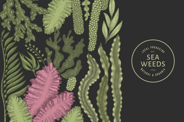 Yosun rengi tasarım şablonu. El çizimi vektör yosunları koyu arkaplanda çizimler yapar. İşlenmiş stil deniz ürünleri afişi. Retro deniz bitkileri arka planı