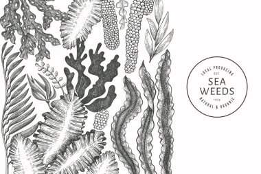 Deniz yosunu tasarım şablonu. El çizimi vektör yosunları çizim yapar. İşlenmiş stil deniz ürünleri afişi. Retro deniz bitkileri arka planı