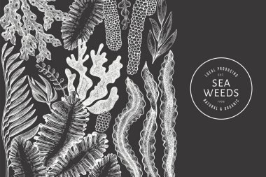 Deniz yosunu tasarım şablonu. El çizimi vektör yosunlarını tebeşirle çiziyor. İşlenmiş stil deniz ürünleri afişi. Eski deniz bitkileri arka planı