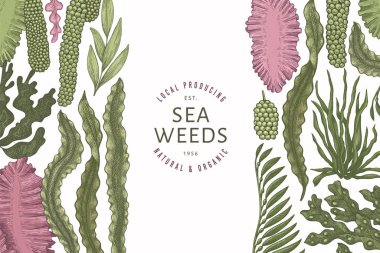 Yosun rengi tasarım şablonu. El çizimi vektör yosunları çizim yapar. İşlenmiş stil deniz ürünleri afişi. Retro deniz bitkileri arka planı