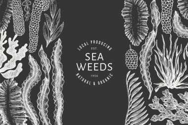 Deniz yosunu tasarım şablonu. El çizimi vektör yosunlarını tebeşirle çiziyor. İşlenmiş stil deniz ürünleri afişi. Eski deniz bitkileri arka planı