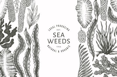 Deniz yosunu tasarım şablonu. El çizimi vektör yosunları çizim yapar. İşlenmiş stil deniz ürünleri afişi. Retro deniz bitkileri arka planı