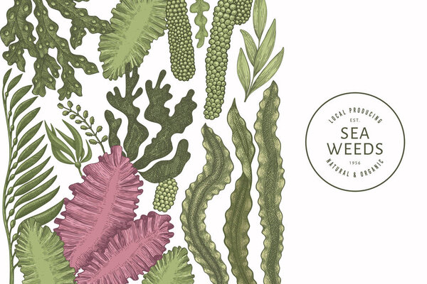 Шаблон цветового дизайна водорослей. Ручной рисунок векторных водорослей. Выгравированный баннер с морепродуктами. Ретро-морские растения