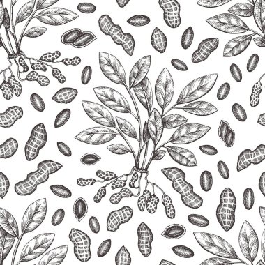 El yapımı fıstık dalı ve dikişsiz çekirdek deseni. Organik gıda vektör çizimi. Retro fındık arka planı. İşlenmiş biçim botanik resim.