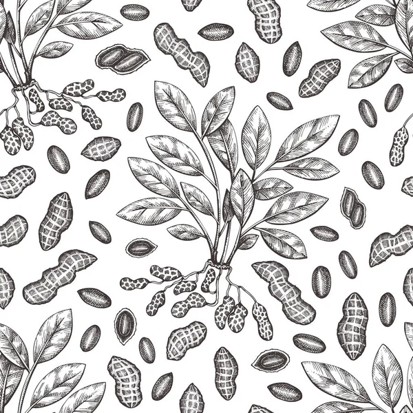 Ручной Рисунок Арахисовой Ветки Бесшовный Рисунок Зерна Иллюстрация Вектора Органических — стоковый вектор