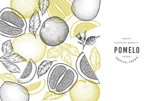 Bannière Pomelo Dessinée Main Illustration Vectorielle Fruits Frais Biologiques Modèle — Image vectorielle