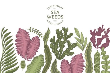 Yosun rengi tasarım şablonu. El çizimi vektör yosunları çizim yapar. İşlenmiş stil deniz ürünleri afişi. Retro deniz bitkileri arka planı