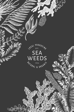 Deniz yosunu tasarım şablonu. El çizimi vektör yosunlarını tebeşirle çiziyor. İşlenmiş stil deniz ürünleri afişi. Eski deniz bitkileri arka planı