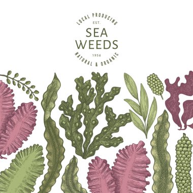 Yosun rengi tasarım şablonu. El çizimi vektör yosunları çizim yapar. İşlenmiş stil deniz ürünleri afişi. Retro deniz bitkileri arka planı