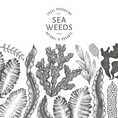 Deniz yosunu tasarım şablonu. El çizimi vektör yosunları çizim yapar. İşlenmiş stil deniz ürünleri afişi. Retro deniz bitkileri arka planı