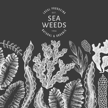 Deniz yosunu tasarım şablonu. El çizimi vektör yosunlarını tebeşirle çiziyor. İşlenmiş stil deniz ürünleri afişi. Eski deniz bitkileri arka planı