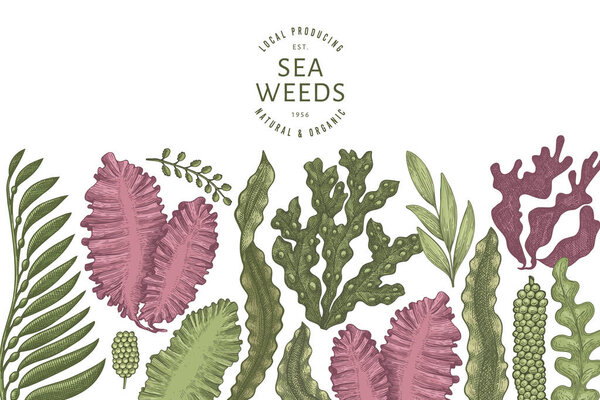 Шаблон цветового дизайна водорослей. Ручной рисунок векторных водорослей. Выгравированный баннер с морепродуктами. Ретро-морские растения