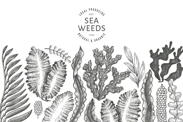 海藻デザインテンプレート 手描きベクトル海藻イラスト 刻まれたスタイルの海の食べ物のバナー レトロな海の植物の背景 — ストックベクタ