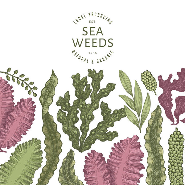 Шаблон цветового дизайна водорослей. Ручной рисунок векторных водорослей. Выгравированный баннер с морепродуктами. Ретро-морские растения