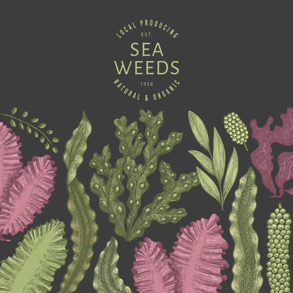 Шаблон цветового дизайна водорослей. Ручные рисунки векторных водорослей на темном фоне. Выгравированный баннер с морепродуктами. Ретро-морские растения