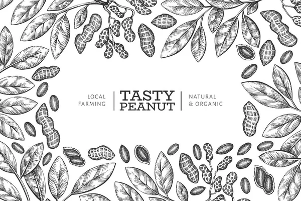 手描きピーナッツブランチとカーネルデザインテンプレート 白い背景の有機食品ベクトル図 レトロなナッツの背景 彫刻風植物画 — ストックベクタ