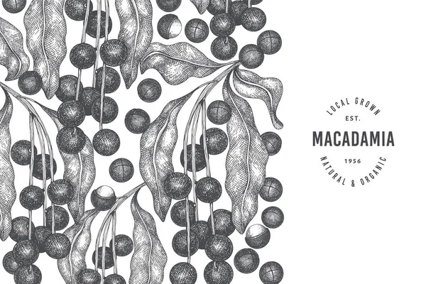 Modèle Conception Branches Noyaux Macadamia Dessinés Main Illustration Vectorielle Des — Image vectorielle
