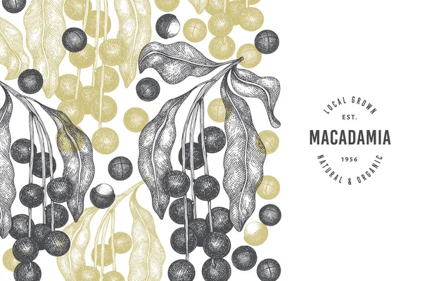 Yapımı Macadamia Dalı Çekirdek Dizayn Şablonu Beyaz Arka Planda Organik — Stok Vektör