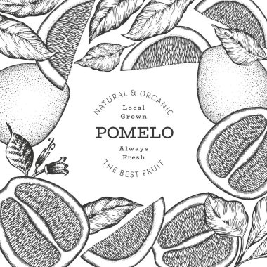 El çizimi eskiz tarzı pomelo afişi. Organik taze meyve vektörü çizimi. Retro meyve tasarım şablonu