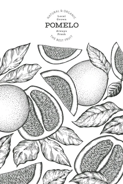 Çizimi Eskiz Tarzı Pomelo Afişi Organik Taze Meyve Vektörü Çizimi — Stok Vektör