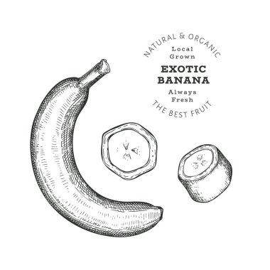 Elle çizilmiş çizim tarzı muz. Beyaz arka planda izole edilmiş organik taze besin vektörü çizimi. Retro egzotik meyve illüstrasyonu. İşlenmiş biçim botanik resim.