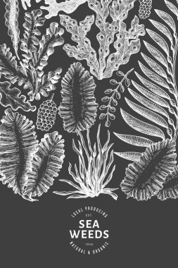 Deniz yosunu tasarım şablonu. El çizimi vektör yosunlarını tebeşirle çiziyor. İşlenmiş stil deniz ürünleri afişi. Eski deniz bitkileri arka planı