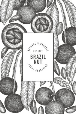 El çizimi Brezilya fındık dalı ve çekirdek tasarım şablonu. Beyaz arka planda organik gıda vektör illüstrasyonu. Retro fındık çizimi. İşlenmiş stil botanik afişi.